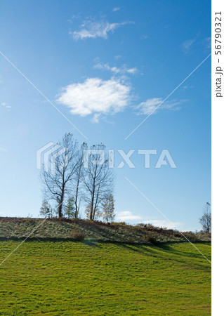 秋の青空と三本の木　美瑛町 56790321