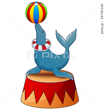 Fur seal plays a ball on the stage of a circus 56790389