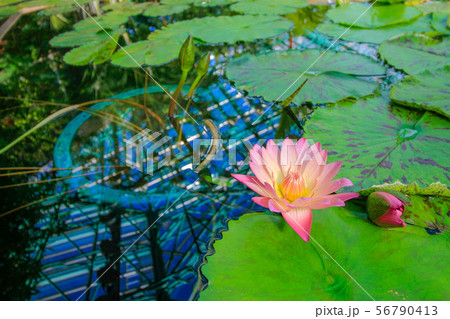 水生植物公園みずの森 56790413