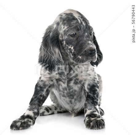 puppy english setter puppy english setter 56790443