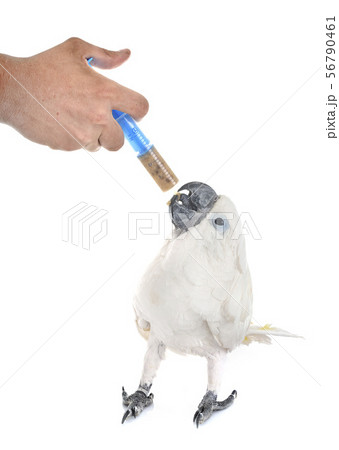 White cockatoo eating 56790461