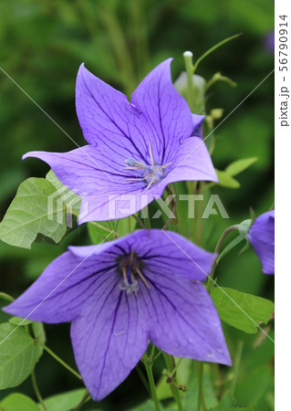 夏の花　、薄紫色の桔梗 56790914