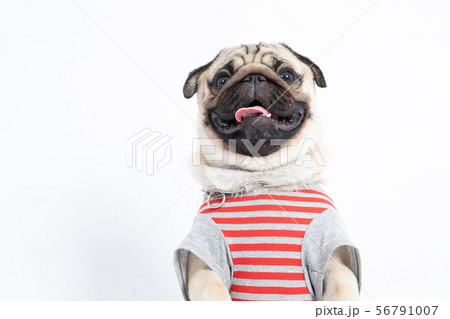 pugs making funny faces