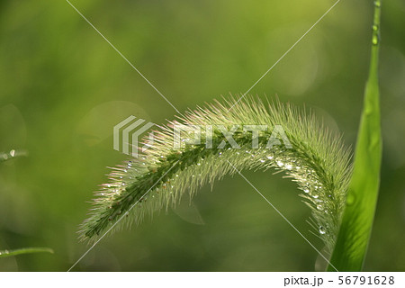 雨上がりのエノコログサ・水滴 雨上がりのエノコログサ・水滴 56791628