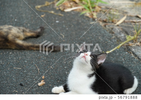 猫・野良猫・錆柄・さびちゃん・子猫・白黒・モモちゃん・真夏・猫じゃらし・遊ぶ 猫・野良猫・錆柄・さびちゃん・子猫・白黒・モモちゃん・真夏・猫じゃらし・遊ぶ 56791888