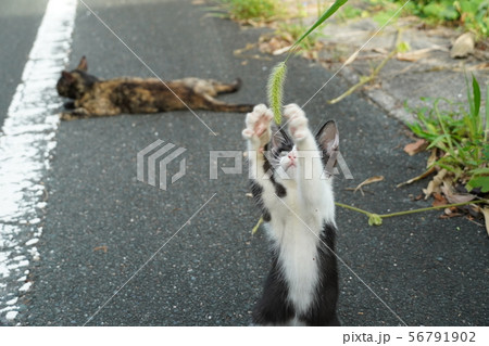 猫・野良猫・錆柄・さびちゃん・子猫・白黒・モモちゃん・真夏・猫じゃらし・遊ぶ 猫・野良猫・錆柄・さびちゃん・子猫・白黒・モモちゃん・真夏・猫じゃらし・遊ぶ 56791902