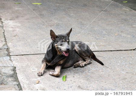 A fat black dog lay on a concrete road sticking A fat black dog lay on a concrete road sticking 56791945