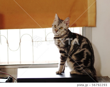 cute young AMERICAN SHORT HAIR breed kitty cat 56792293
