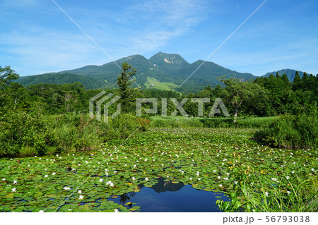夏のいもり池 56793038