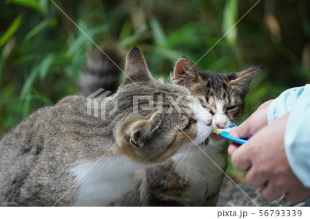 猫・野良猫・サバ白・親子・子猫・まきちゃん・真夏・美人・立派な尻尾 56793339