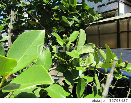 これから黄色になるトロピカルフルーツヒメグァバの若い実 56793487