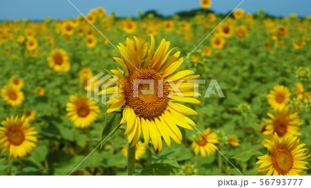 沖縄県　宮古島　ひまわり畑 56793777