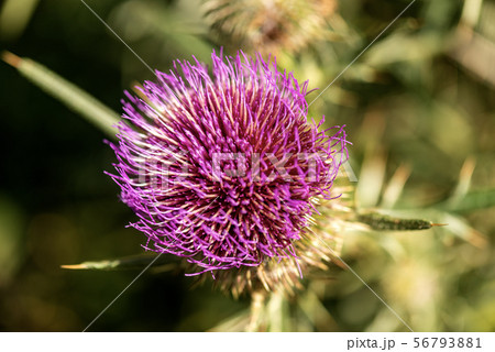 Purple flower of thistle - Monte Baldo Italy Purple flower of thistle - Monte Baldo Italy 56793881