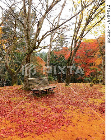 紅葉シーズン 真っ赤な絨毯でくつろぐ場所 紅葉シーズン 真っ赤な絨毯でくつろぐ場所 56794022