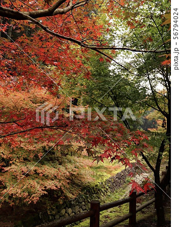 紅葉シーズン 年に一度の美しい光景 56794024