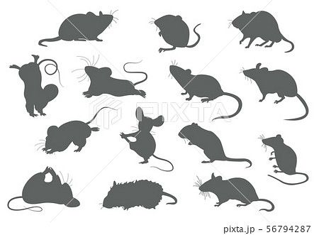 Different Mice Mouse Yoga Poses And Exercises のイラスト素材