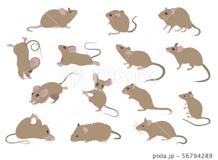 Different mice. Mouse yoga poses and exercises. Different mice. Mouse yoga poses and exercises. 56794289