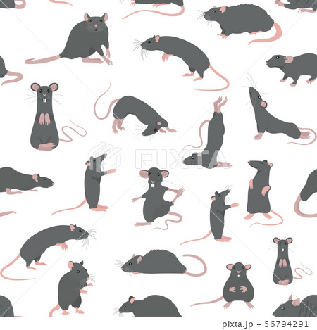 Rats seamless pattern. Rat poses and exercises. 56794291