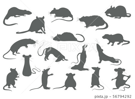 Different rats collection. Rat poses and Different rats collection. Rat poses and 56794292