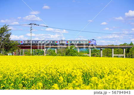 菜の花畑と田んぼの中を走る振り子特急　平取町 56794943