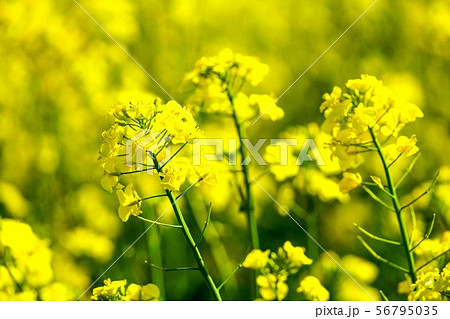 菜の花畑　平取町 56795035