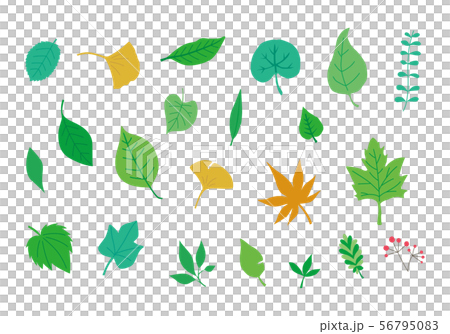 各種葉子 各種葉子 56795083