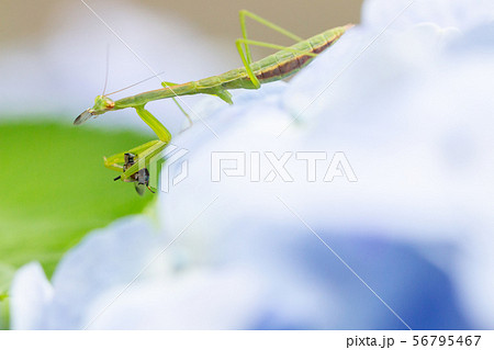 紫陽花の上のカマキリ　ハエを捕食するかまきり 56795467