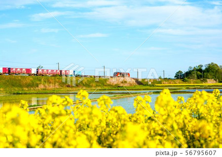 菜の花畑と田んぼの中を走る貨物列車 平取町 菜の花畑と田んぼの中を走る貨物列車 平取町 56795607