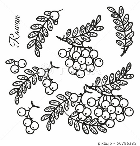 Rowan, ash, mountain ash with ashberry. 56796335