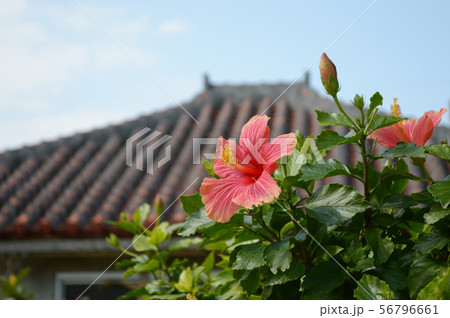 南国沖縄のハイビスカスの花と古民家の赤瓦屋根の写真素材