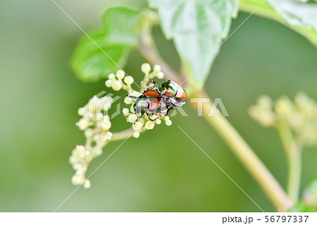 マメコガネ 56797337