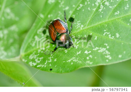 マメコガネ マメコガネ 56797341