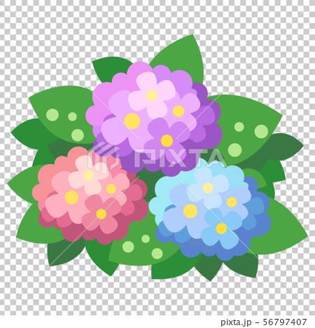 6月の初夏に咲く紫陽花 アジサイ あじさい のイラストのイラスト素材 56797407 Pixta