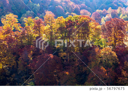 Sunset Forest Autumn Akita Japan 56797675