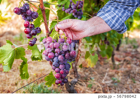 Caucasian Farmer at work in the vineyard. 56798042