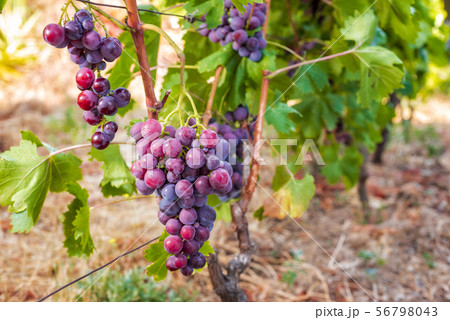 Bunch of ripe grapes on the vine plant. 56798043