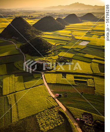 Rapeseed flower field in spring,Luoping,China 56798286