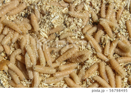 Maggots 56798495