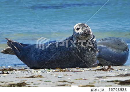 Grey seal on the beach of Heligoland - island Dune 56798928