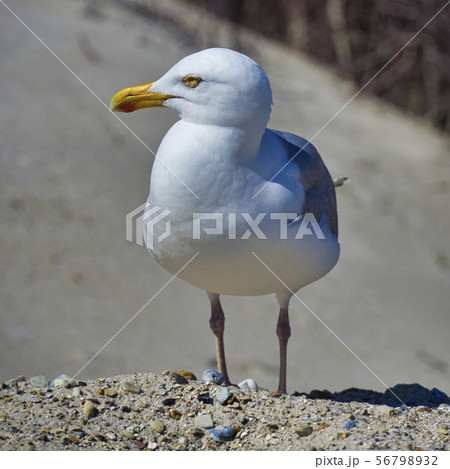 european herring gull on heligoland european herring gull on heligoland 56798932