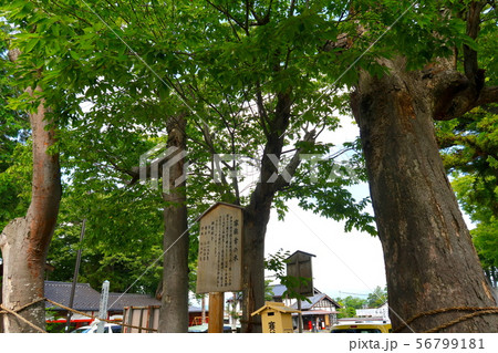 生島足島神社 家族幸せの欅 上田市 56799181