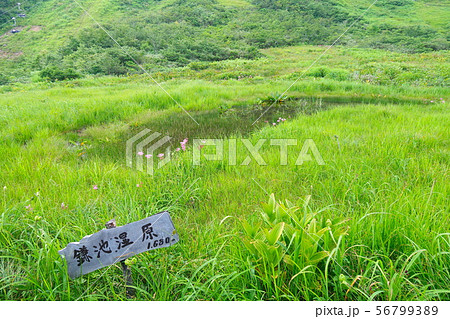鎌池湿原 八方尾根自然研究路　白馬村 56799389