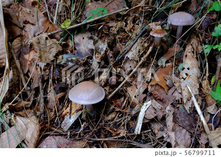 天然きのこ 天然きのこ 56799711