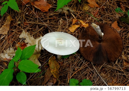 天然きのこ 56799713