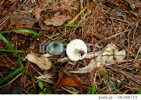 アオイヌシメジ 56799715