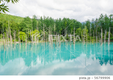 北海道　美瑛町　青い池 56799906