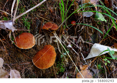 アミハナイグチ 56800243