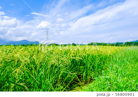 夏の稲 (8月下旬) 夏の稲 (8月下旬) 56800901