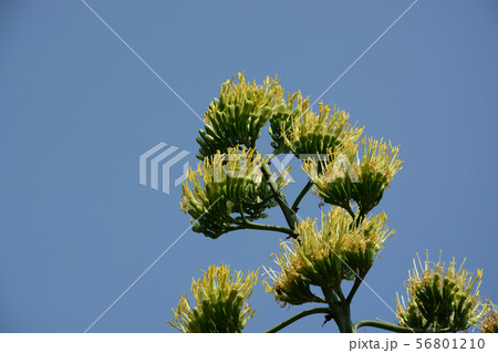 アオノリュウゼツラン・青の竜舌蘭 56801210