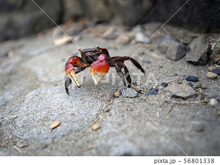 磯蟹 56801338